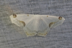Sericoptera area