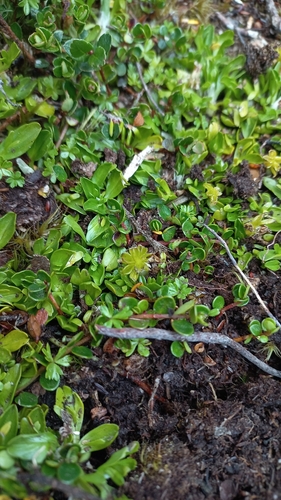 Dwarf marigold (Caltha appendiculata)