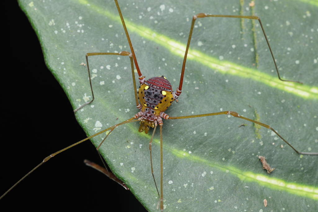 daddy longlegs