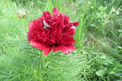 Paeonia tenuifolia