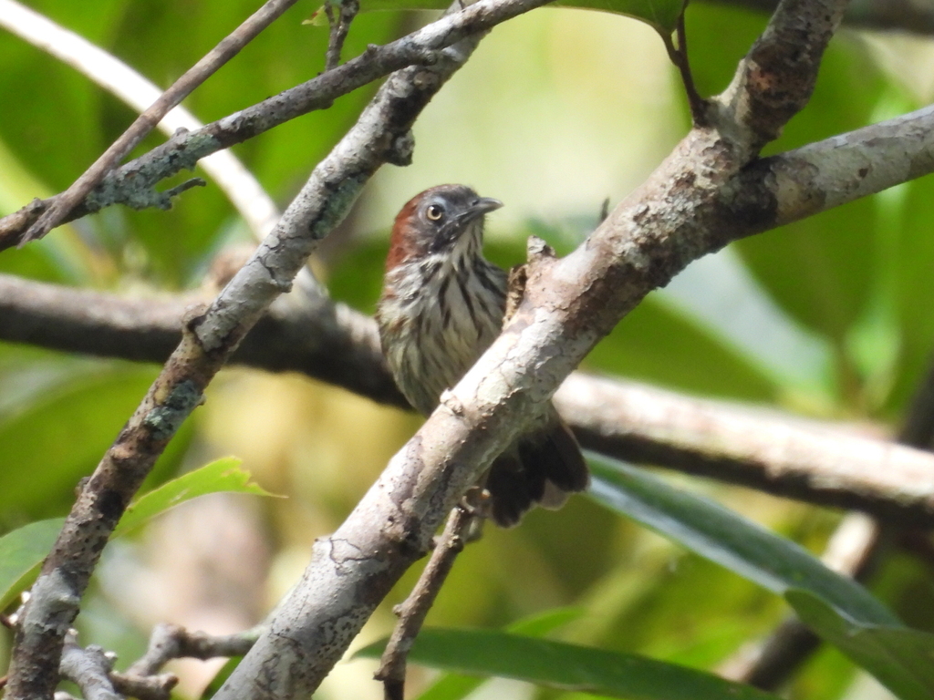 Macronus bornensis (Macronus bornensis)