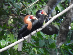 Narcondam Hornbill photo 1