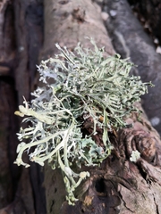 Ramalina calicaris