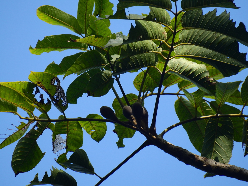 Canarium euphyllum (Canarium euphyllum)