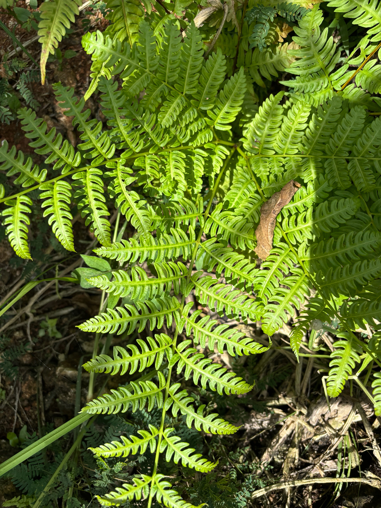 Ráng sẹo gà ba phần – Pteris tripartita
