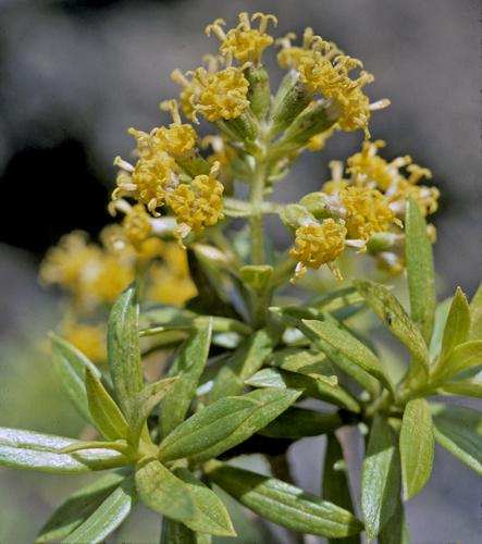Dubautia linearis ssp. linearis