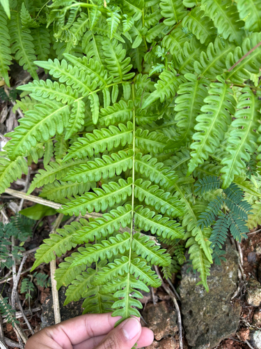 Pteris tripartita, photograph 3