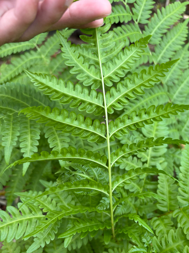 Pteris tripartita, photograph 4