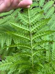 (c) Gabriel, some rights reserved (CC BY) Pteris tripartita, photograph (c) Gabriel, some rights reserved (CC BY)