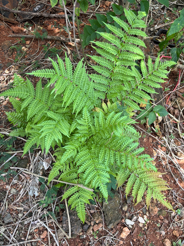 Pteris tripartita, photograph 5