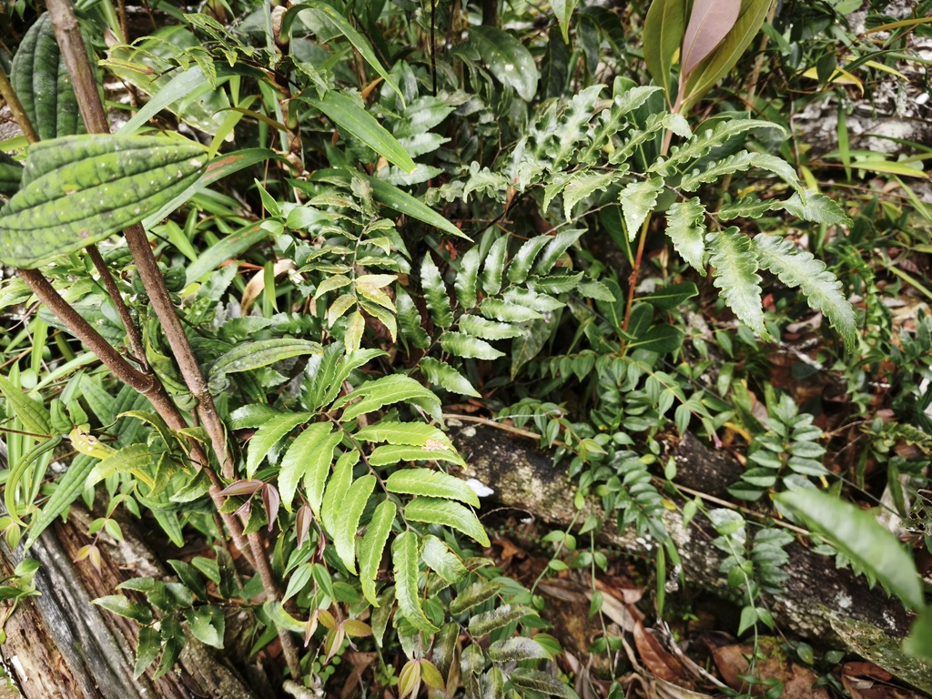 Gymnosphaera biformis (Gymnosphaera biformis)