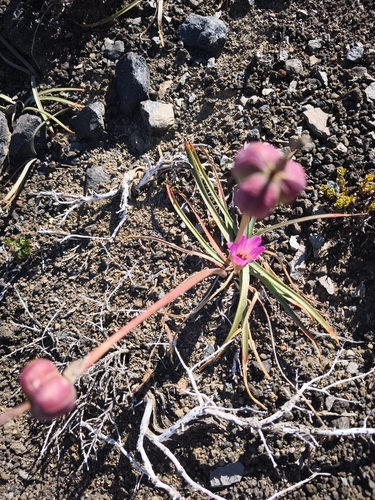 Rhodolirium andicola, photograph 5