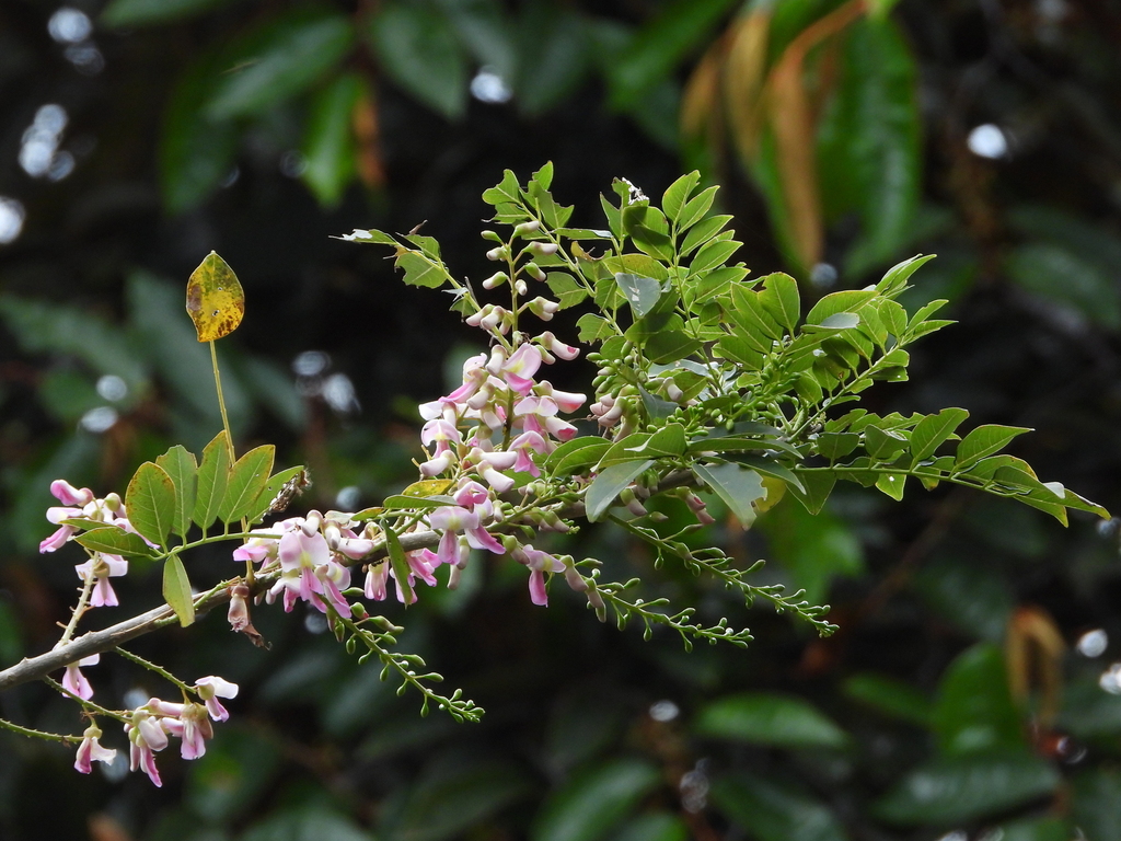 Fence Post Tree from San Antonio del Tequendama, Cundinamarca, Colombia ...