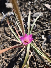 Rhodolirium andicola, photograph Matias Adolfo González Tobar, CC0, iNaturalist via GBIF