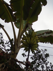 Musa × paradisiaca