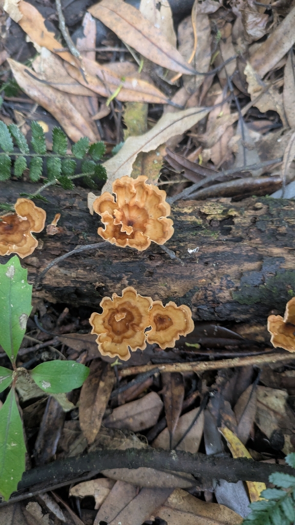 Podoscypha petalodes · February 2026 · photo: © ge0nerd (iNaturalist, cc0)