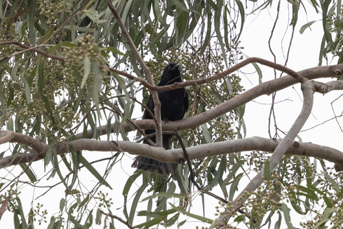 Hair-crested Drongo (Dicrurus hottentottus)