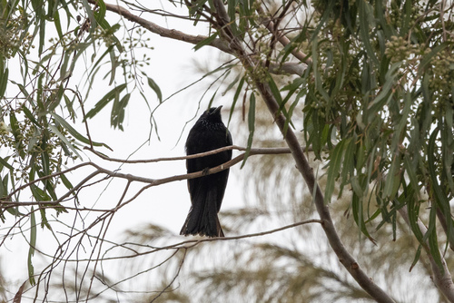 Hair-crested Drongo (Dicrurus hottentottus), photo 3