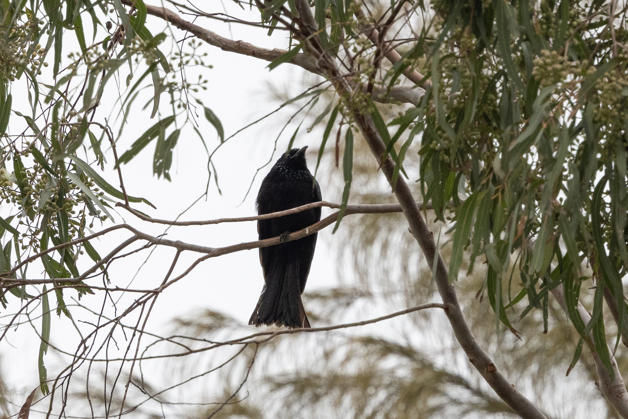 Hair-crested Drongo (Dicrurus hottentottus), photo 3
