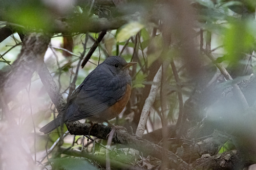 Grey-backed Thrush (Turdus hortulorum), photo 3