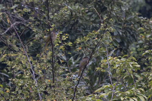 Mountain Bulbul (Ixos mcclellandii), photo 7