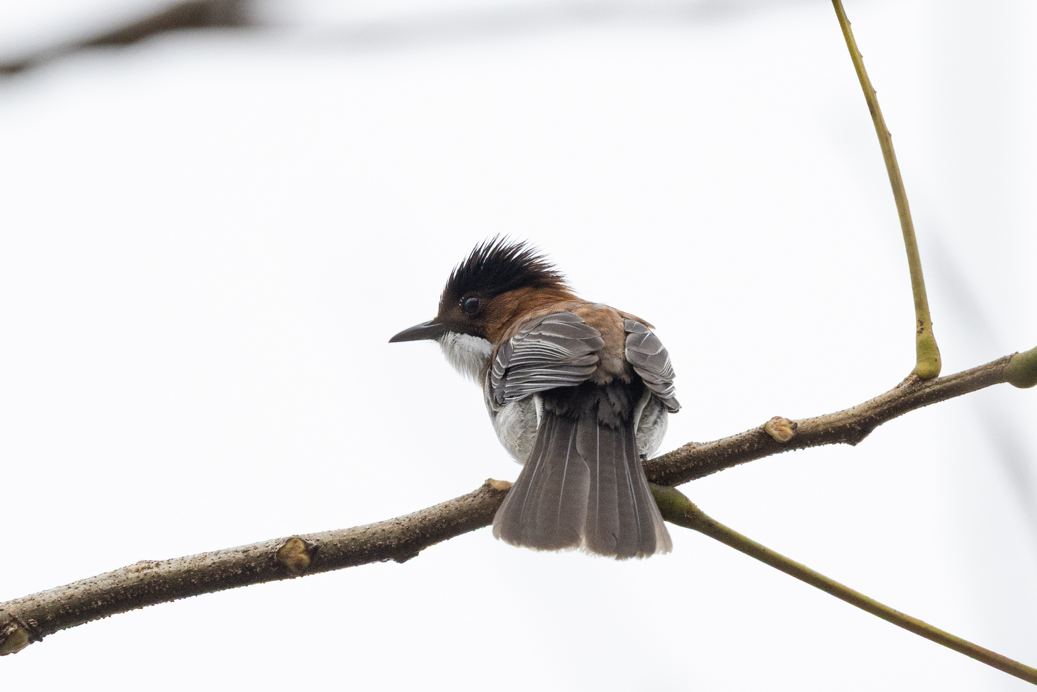 Chestnut Bulbul (Hemixos castanonotus), photo 4