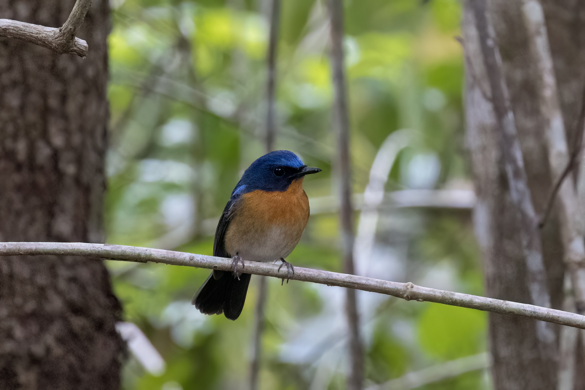 Hill Blue Flycatcher (Cyornis whitei), photo 3