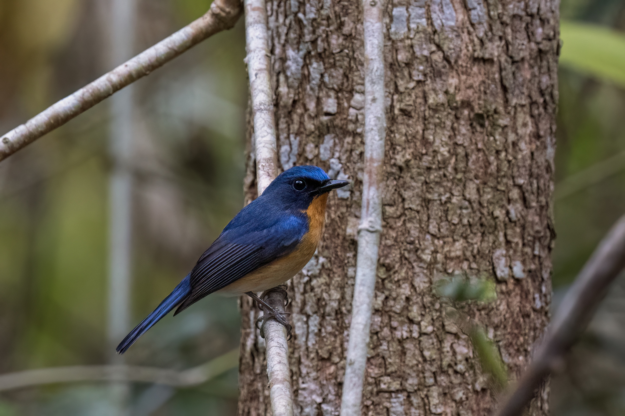 Hill Blue Flycatcher (Cyornis whitei), photo 2