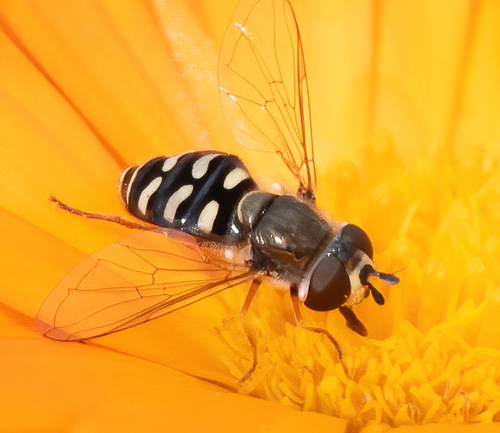 Unknown species found near Davis, CA, USA