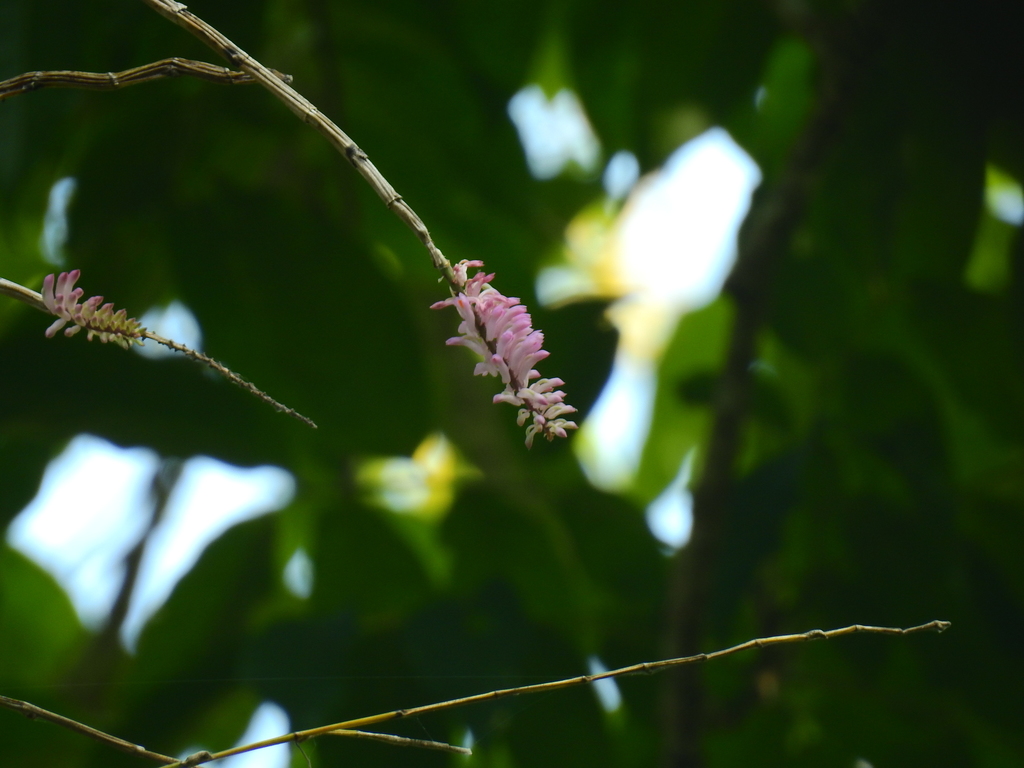 Dendrobium bursigerum