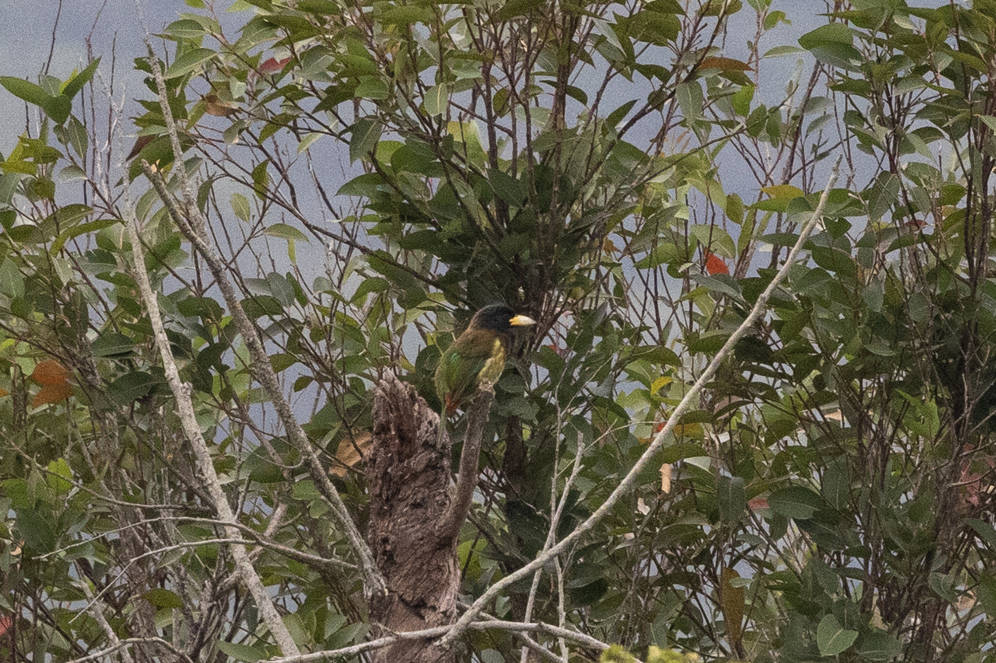 Great Barbet (Psilopogon virens), photo 3