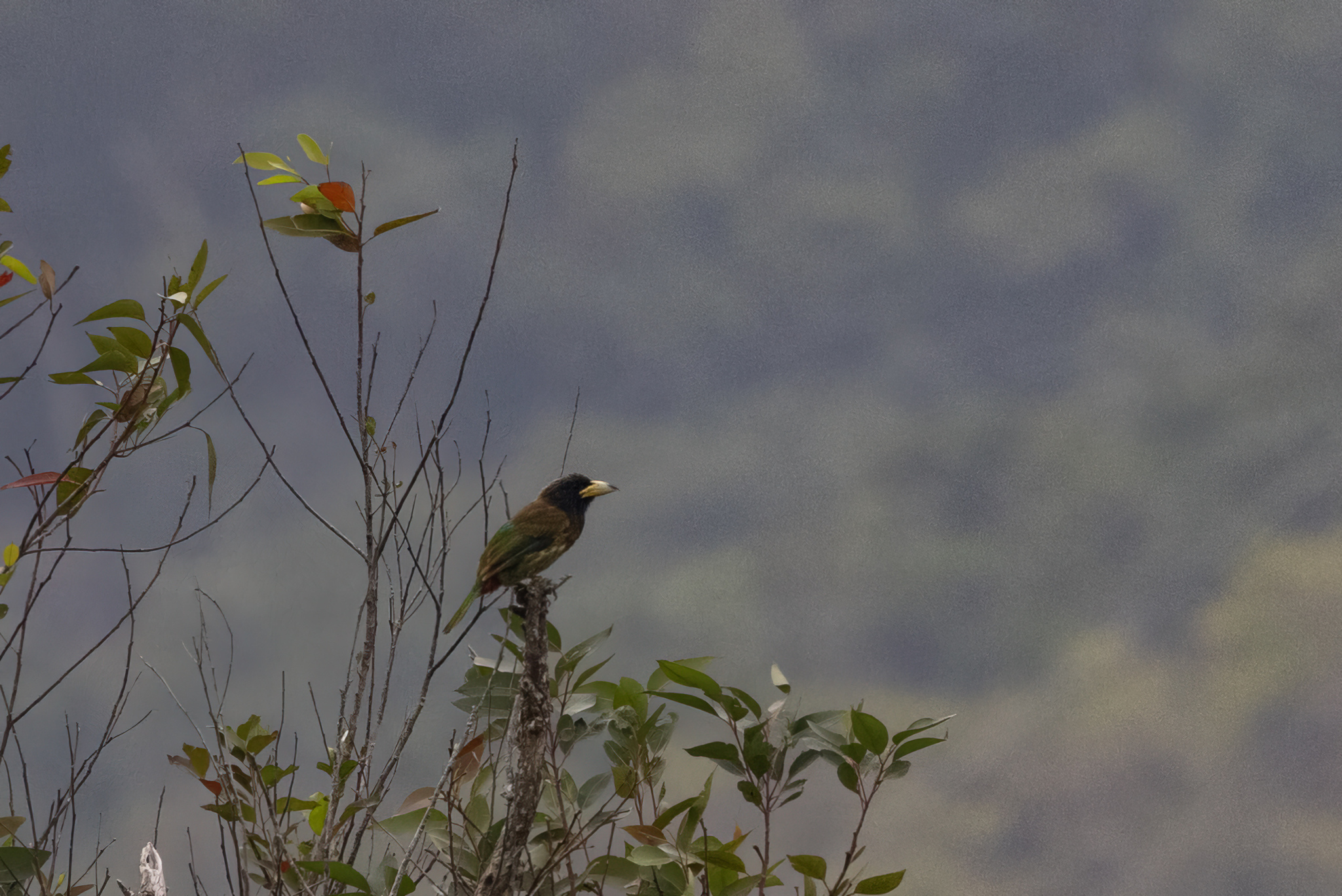 Great Barbet (Psilopogon virens), photo 9