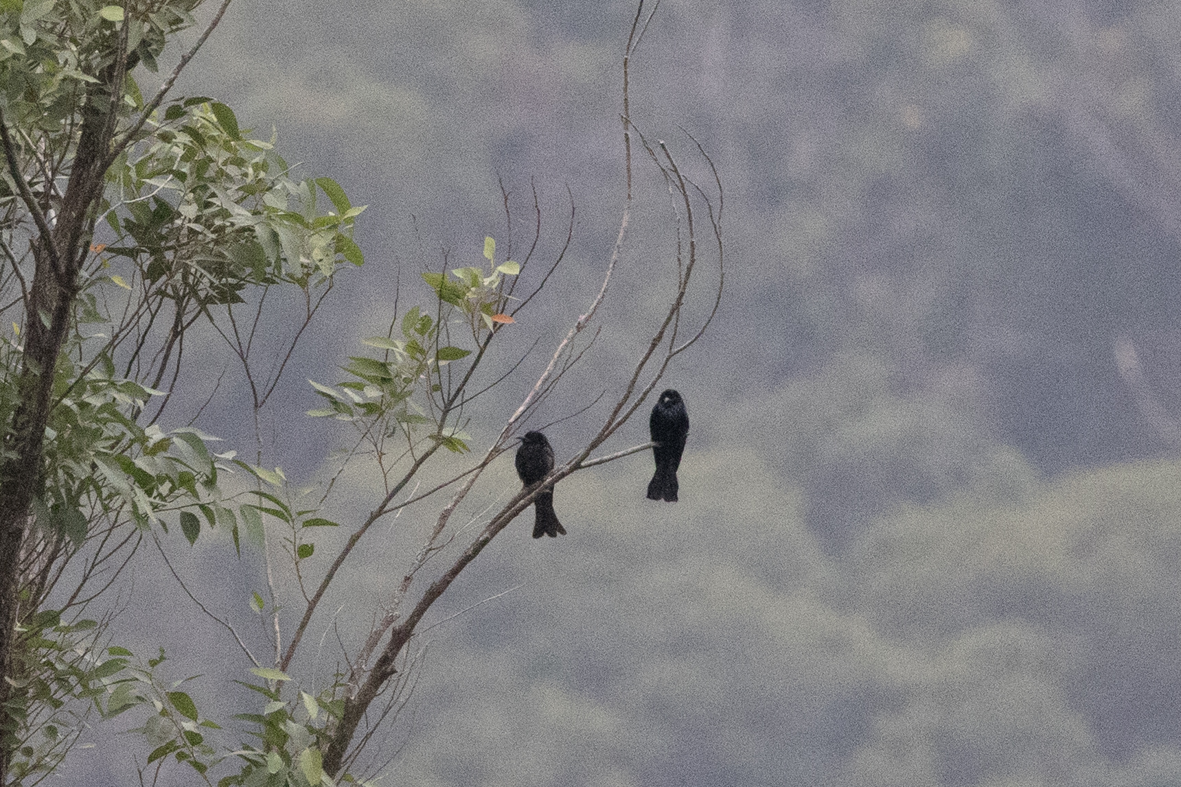 Hair-crested Drongo (Dicrurus hottentottus), photo 6