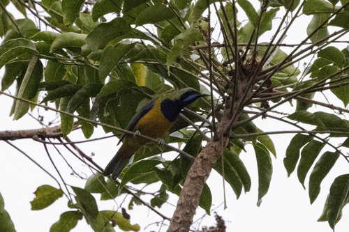 Orange-bellied Leafbird (Chloropsis hardwickii), photo 5