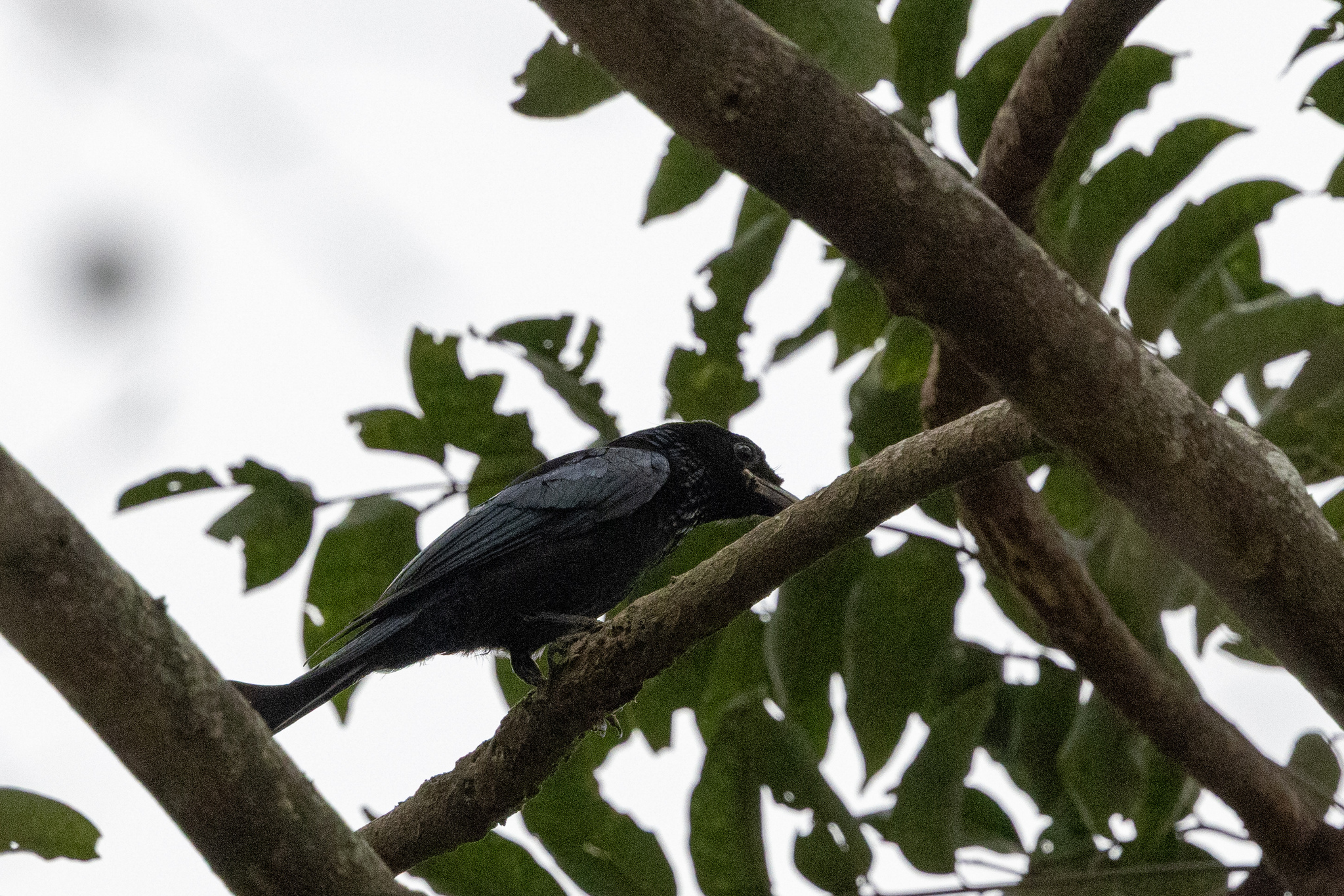 Hair-crested Drongo (Dicrurus hottentottus), photo 7