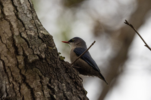 Velvet-fronted Nuthatch (Sitta frontalis), photo 4