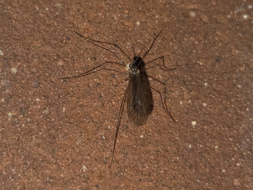 Unknown species found near Washington County, US-PA, US