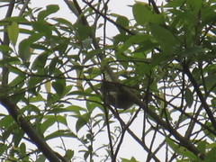 Erpornis zantholeuca