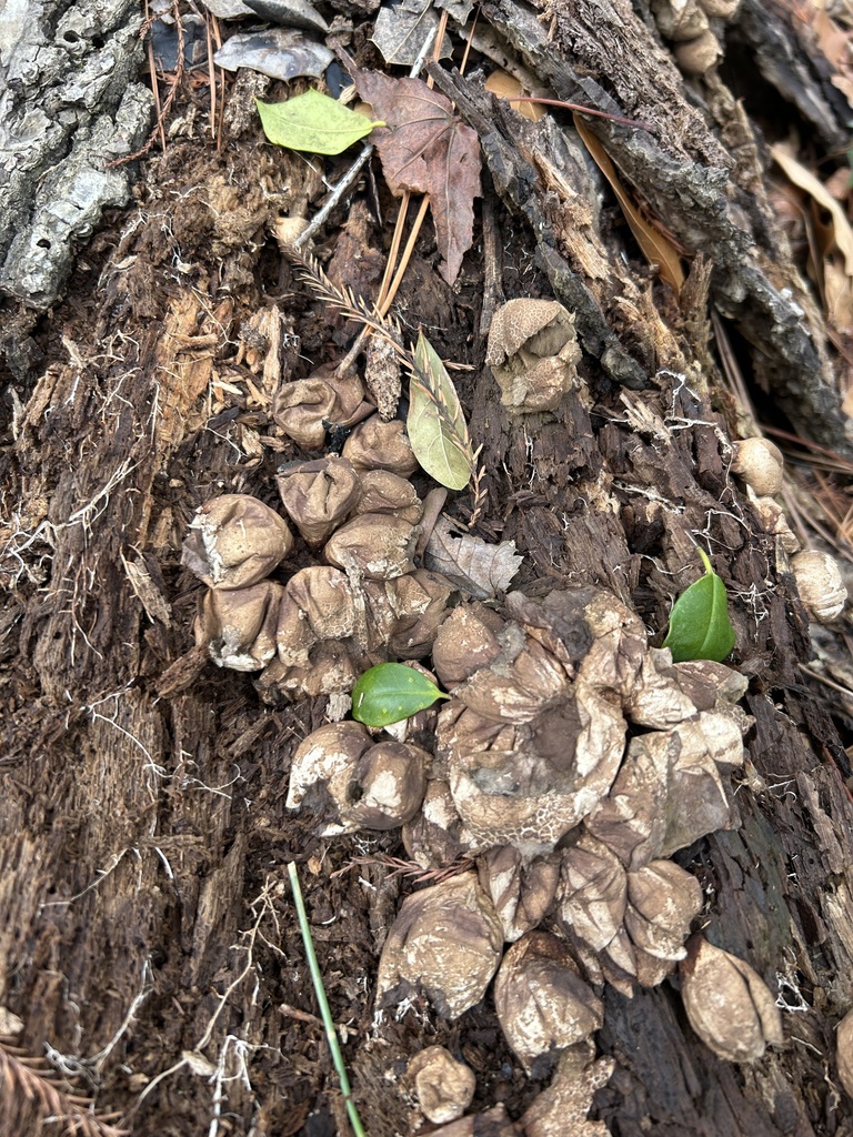 Apioperdon pyriforme · February 2026 · photo: © mertensia (iNaturalist, cc-by)