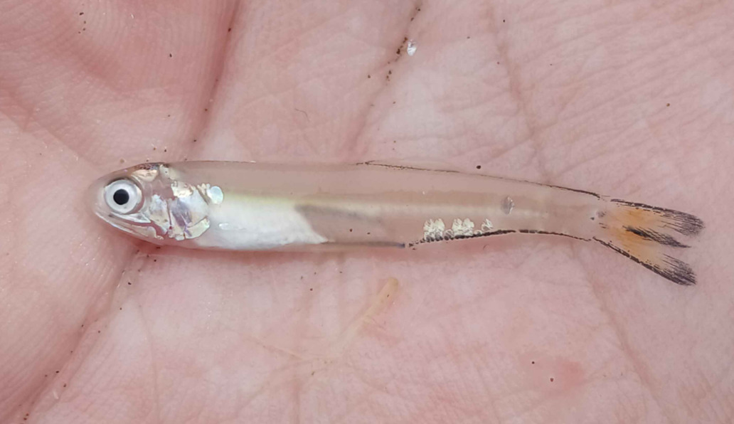 Atlantic Sabretooth Anchovy photo 3