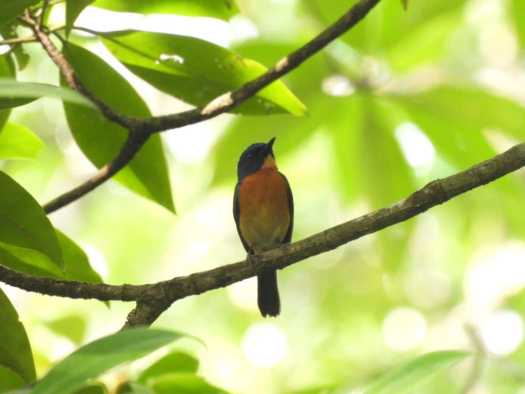 Mangrove Blue Flycatcher (Cyornis rufigastra)