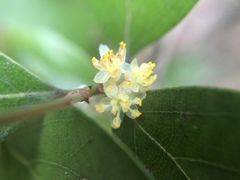 Lindera akoensis