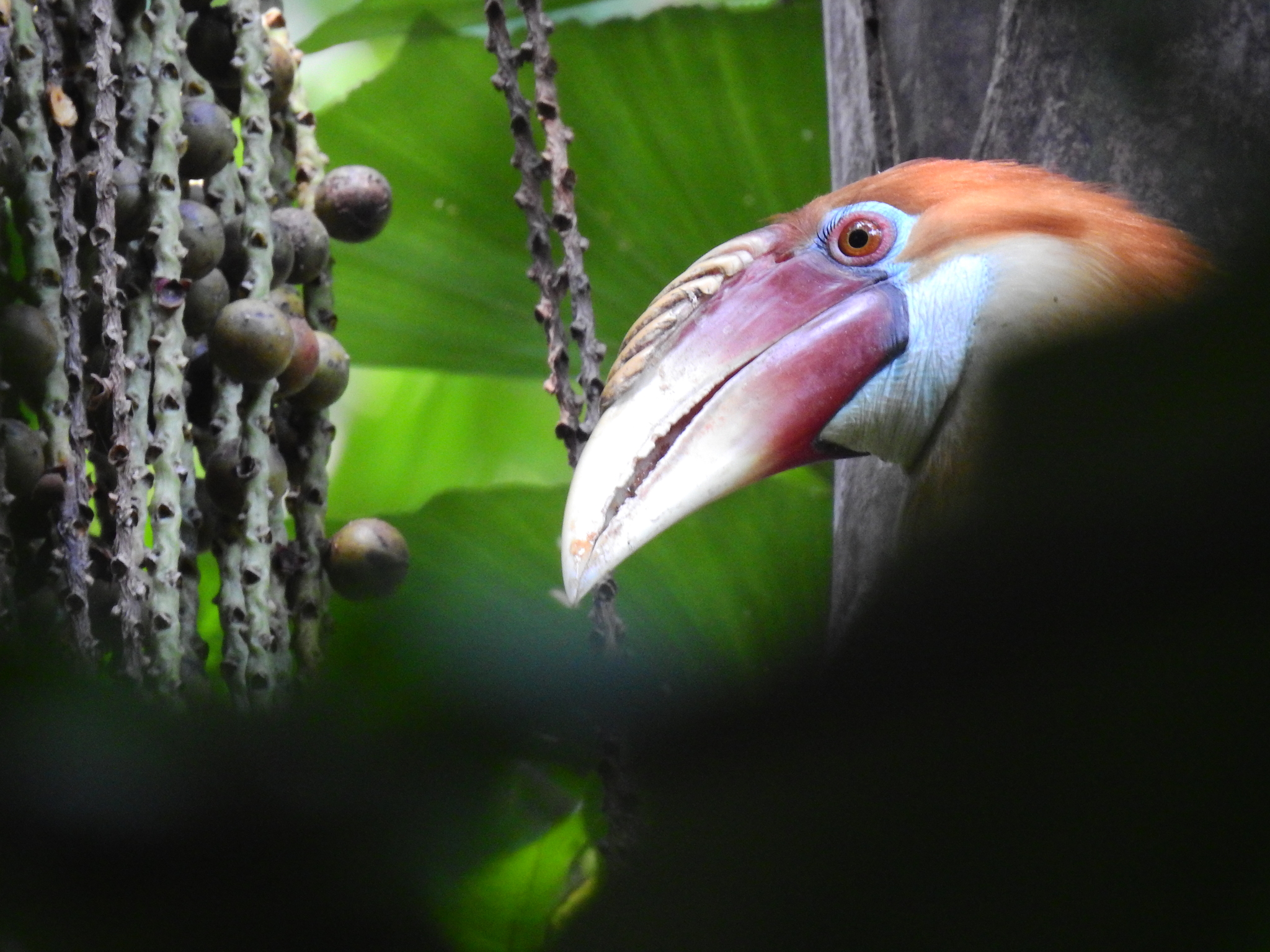 Narcondam Hornbill (Rhyticeros narcondami), photo 8
