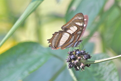 Metamorpha elissa