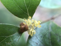 Lindera akoensis
