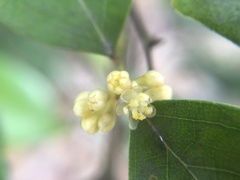 Lindera akoensis