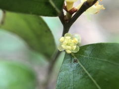 Lindera akoensis