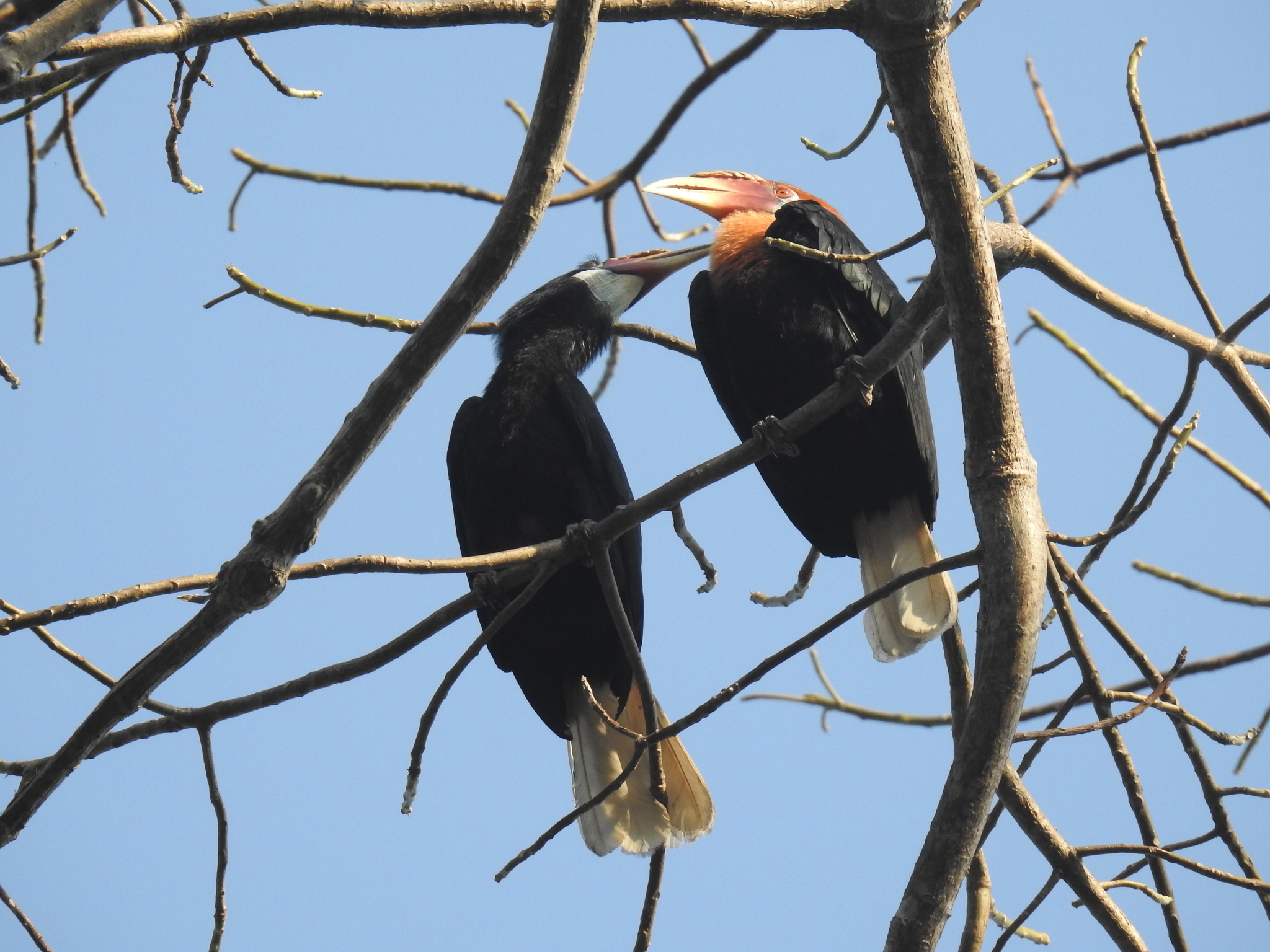 Narcondam Hornbill (Rhyticeros narcondami), photo 5