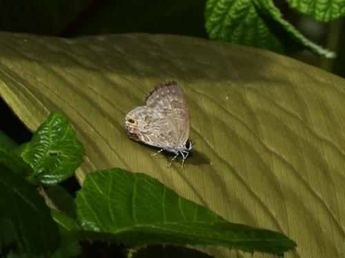 Sinthusa chandrana