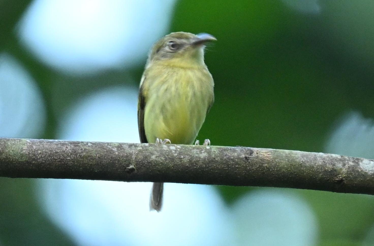 Southern Bentbill (Oncostoma olivaceum), photo 1